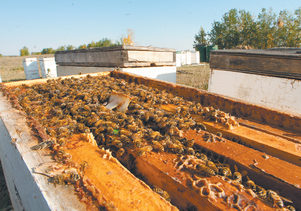 The money, available through the Canadian Agricultural Partnership and introduced by Alberta Agriculture, is earmarked to help beekeepers cover higher costs for new colonies; costs that resulted from the COVID-19 pandemic. | File photo