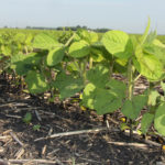 In Manitoba, which has more than one million acres of soybeans, the number of cases of dicamba drift has been minimal. | File photo