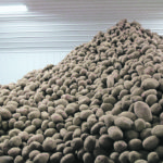 Reduced french fry demand caused by COVID-19 disruptions has left many prairie potatoes without an end user this year. Feeding them to cattle is one option for dealing with the surplus. | File photo