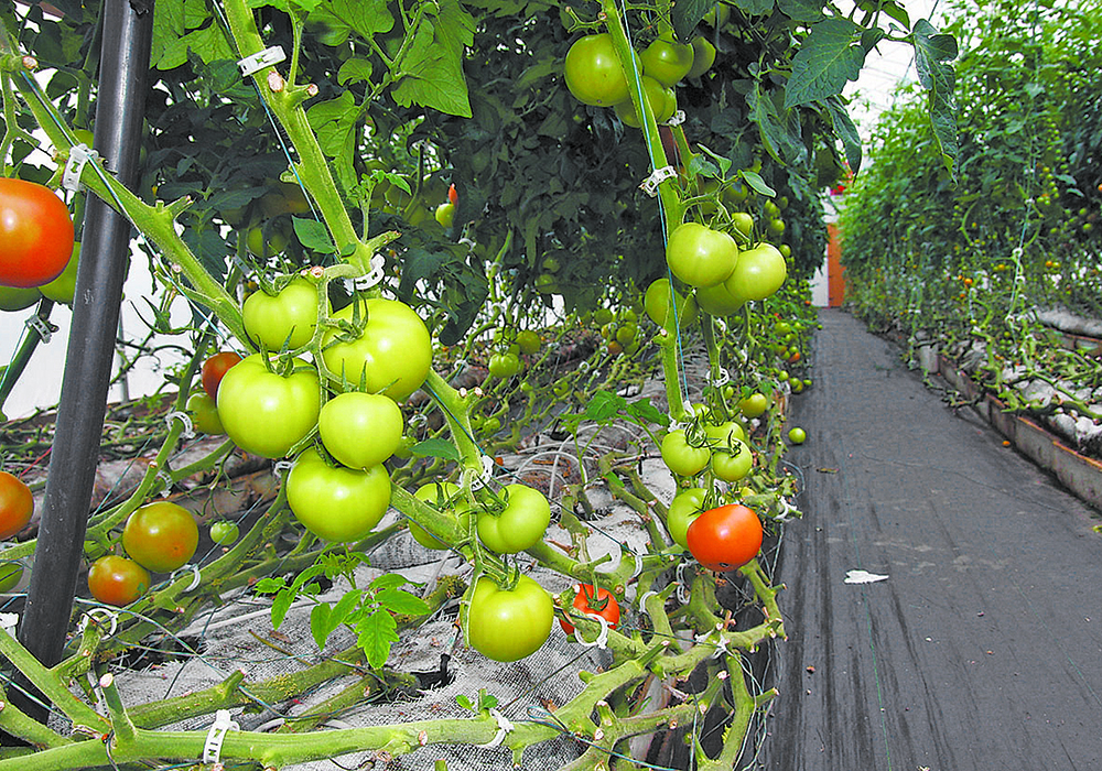 Eligible industries for the three-year program include greenhouse production, as well as meat product manufacturing and animal production. | File photo