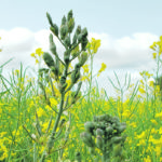 Malformed flowers and pods are the most obvious symptoms of aster yellows in canola. In infected canola plants flowers are replaced by sterile, green leaf-like structures, and pods are replaced by oval and hollow structures. | Photo supplied by Tyler Wist