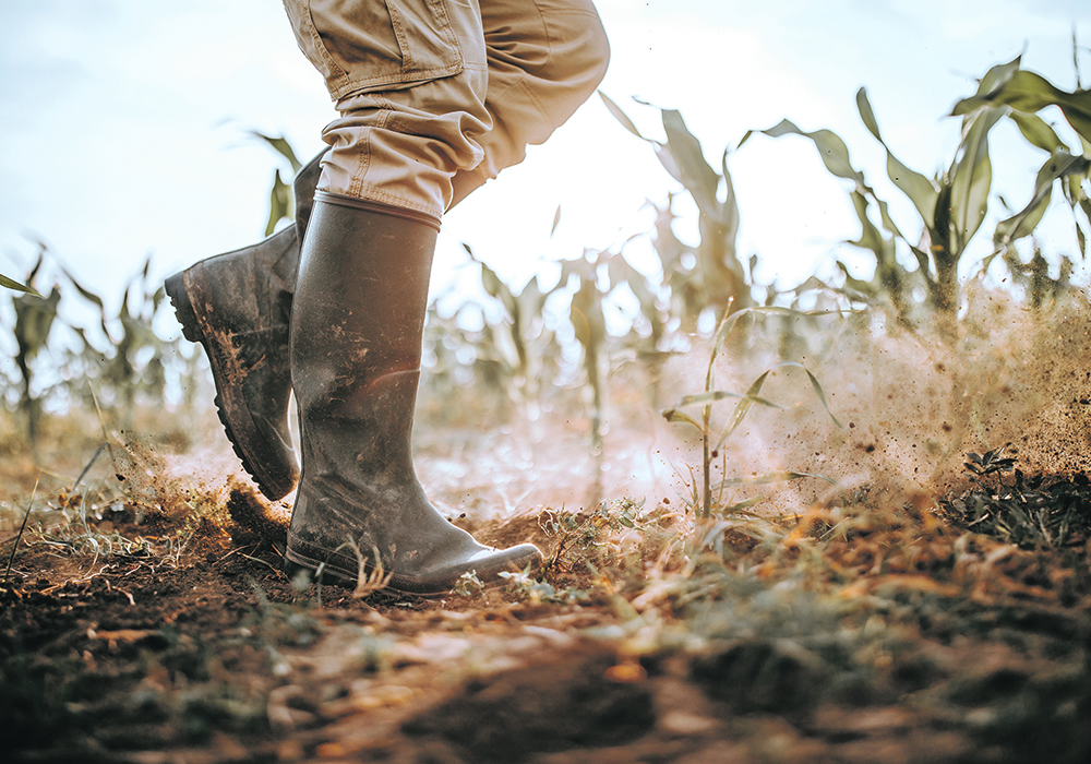 Too many choices to make can be overwhelming for farmers because they can cause confusion, take too much time to explore and provoke anxiety.  |  Getty Images