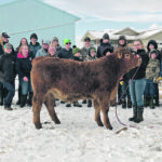 The Longview 4-H Beef Club has raised a steer named River, with proceeds going to the High River District Health Care Foundation’s COVID-19 Community Response Fund. | Stephen Hughes photo