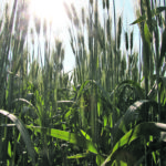 An increase in durum sales to the United States is expected to make up for reduced demand from Turkey. | File photo