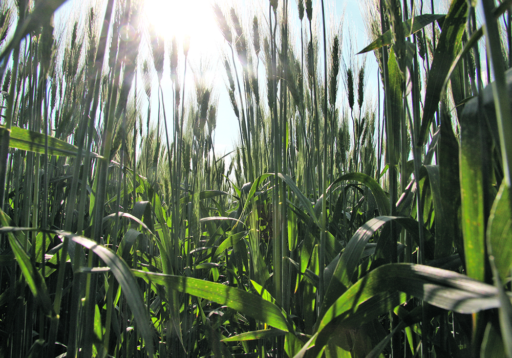 An increase in durum sales to the United States is expected to make up for reduced demand from Turkey.  |  File photo