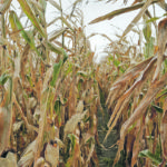 Reasons for optimism among analysts such as those at Nutrien include an expectation of a smaller American corn crop than what the U.S. Department of Agriculture is estimating and positive developments on the demand side, such as some ethanol plants coming back online. | Reuters/Bryan Woolston photo