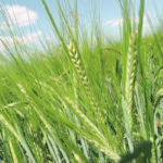 Increased barley exports to China could help offset the decline in domestic brewing demand as the Asian country stops buying the crop from Australia as part of a diplomatic dispute. | File photo