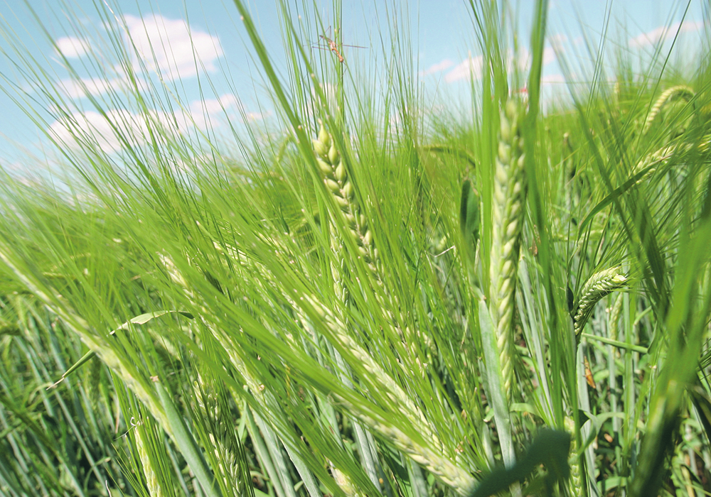 Increased barley exports to China could help offset the decline in domestic brewing demand as the Asian country stops buying the crop from Australia as part of a diplomatic dispute.  |  File photo