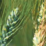 Farm groups that are part of the fusarium head blight working group welcomed the changes, arguing that the removal of fusarium from the Pest Nuisance Control Regulation of the Agricultural Pests Act will allow for sustainable mitigation. | File photo