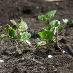 Canola bashed, parched and eaten - Wind, drought and flea beetles have impaired this canola crop near Wilcox, Sask., potentially causing next year's use of risk management tools. | Mike Raine photo