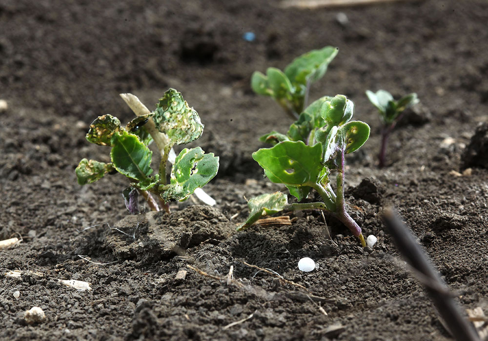 Canola bashed, parched and eaten - Wind, drought and flea beetles have impaired this canola crop near Wilcox, Sask., potentially causing next year's use of risk management tools.  |  Mike Raine photo