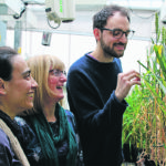 Elizabete Carmo-Silva, left, researcher Dawn Worrall, and graduate student Gustaf Degen examine research being done on heat tolerant wheat at Lancaster University | Lancaster University photo