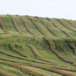 Canola growers are assured that beetles found in fields in northern Alberta are nothing to worry about. | File photo