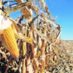 Researchers at Pennsylvania State University looked at more than three decades of crop-yield data from the U.S. Department of Agriculture’s National Agricultural Statistics Service across 18 top-producing states. They concluded that ideal growing conditions for corn and soybeans were moving north.
| File photo