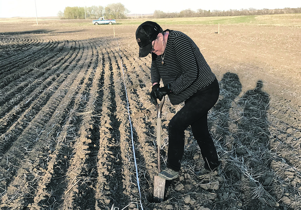 Beverly Biggeman digs a hole as she and Bob Horne start planting their Victory Garden.  |  Bob Horne photo