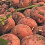 Spuds have piled up in Alberta because french fry consumption has collapsed over the last two and a half months, thanks to COVID-19 forcing restaurants to close across North America or only offer drive-through service.
| File photo