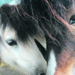 A veterinary ophthalmologist can be particularly useful in cases where eye diseases aren’t responding as expected to routine treatment. | Jamie Rothenburger photo