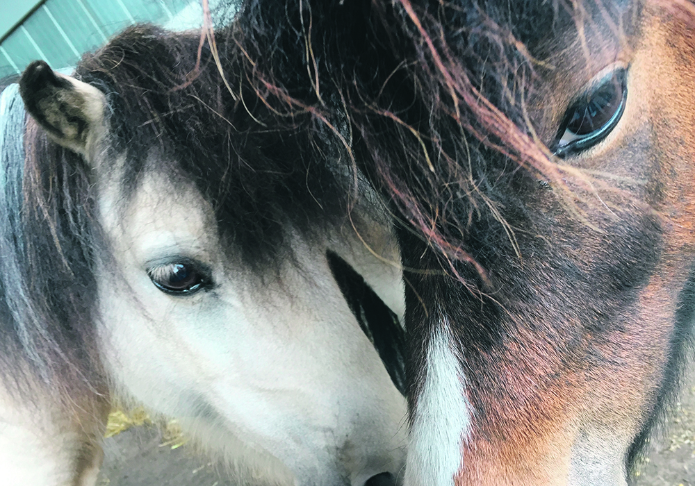 A veterinary ophthalmologist can be particularly useful in cases where eye diseases aren’t responding as expected to routine treatment.  | Jamie Rothenburger photo