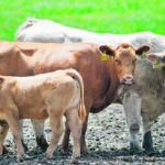 The beef industry is encouraged to talk more about the benefits of cattle production and beef consumption. | Mike Sturk photo