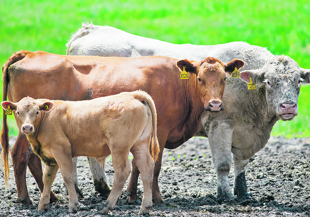 The beef industry is encouraged to talk more about the benefits of cattle production and beef consumption.  |  Mike Sturk photo