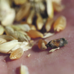 The writer welcomes the Alberta government’s decision to deregulate fusarium but argues it doesn’t mean the industry’s problems have disappeared. | File photo