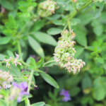 Seed alfalfa in Alberta suffered considerable winterkill this past year, but the crop looks good and needs heat to develop. | File photo