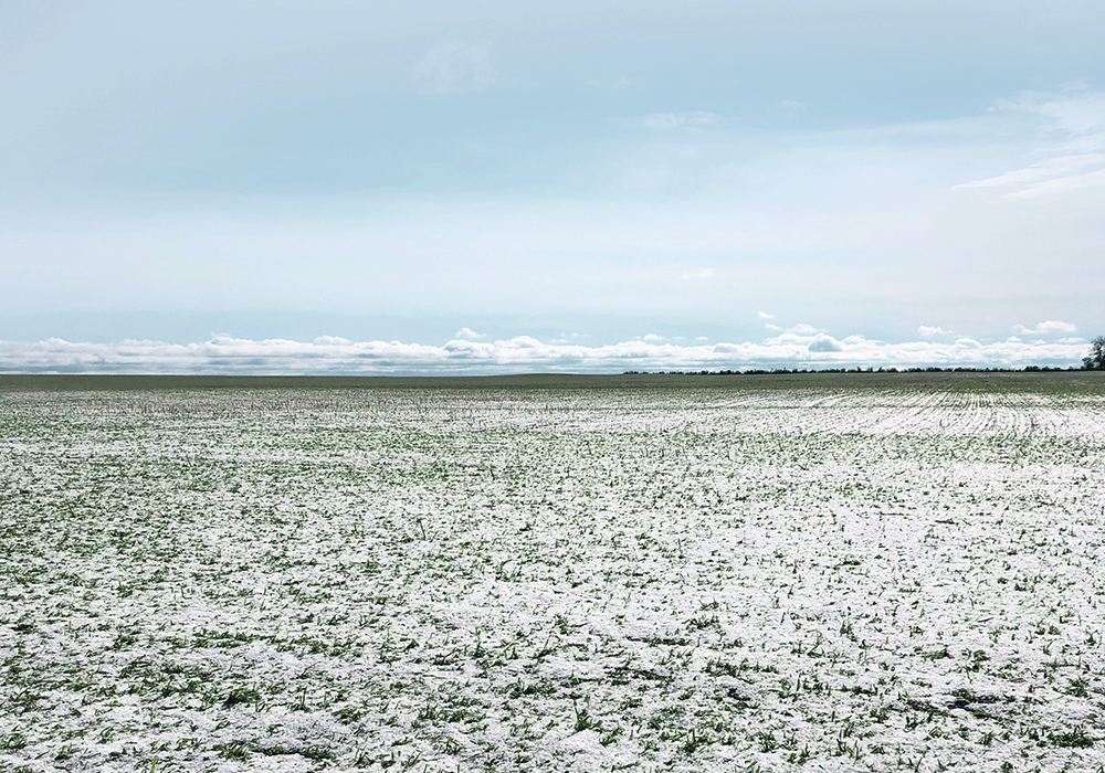 Matt Sawyer’s wheat crop was devastated June 13 after a hailstorm swept through an area north of Calgary. This is what his field looked like the day after hailstorm.  |  Matt Sawyer photo
