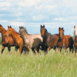 Equestrian Canada’s acting executive director, Richard Mongeau, said that while the agricultural sector was allowed to continue operating, most equine operations don’t fall under the definition of a farm due to a lack of farm income. | File photo
