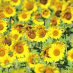 The expansion of the Winkler, Man., facility means sunflower growers have a reliable buyer for their crop. | File photo