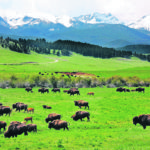 Bison are usually only processed once a year so remote methods are needed to treat them. Dewormers can be added in feed, minerals or water, and antimicrobials can be added into minerals or, in last resort cases, given by a dart gun. | File photo