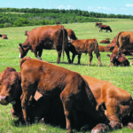 Calves ready for sale this fall could be under price pressure, says one analyst. This calf helps itself to lunch near Fir Mountain, Sask. | Pam Lee photo