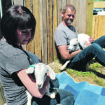 Esther and Theo Slingerland demonstrate the proper way to hold goats for maximum relaxation on their farm near Lethbridge. Four groups of visitors at a time, in four separate pens, will be able to snuggle goats for one hour per session on a few days each week throughout July. | Barb Glen photo