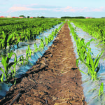 E: The biodegradable film protects the crop and gives it the added heat units and growing degree days it needs to improve performance for the farm. The corn thrives under the plastic early in the season, creating a greenhouse that encourages early season growth. | Mary MacArthur photo