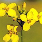 The growth of canola production in the southern U.S. has come to a halt for now. American producers are finding it hard to market and yields are not guaranteed. | File photo