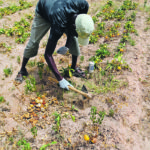 A farmer who worked with the team weeds a field near Cotonou, Benin. The researchers took samples of the soil before and after amaranth and solanum crops were planted to analyze the impact of the crops on the soil. This image is from before the crops were planted. | University of Saskatchewan photo