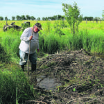Bob Machum of Camrose, a problem wildlife specialista nd retired fish and wildlife officer sets five beaver traps on land near Camrose, Alta. | Mary MacArthur photo