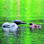 Wetlands can vary in their relative value to the environment and a new guide has been designed to help with designations. | Mike Sturk photo