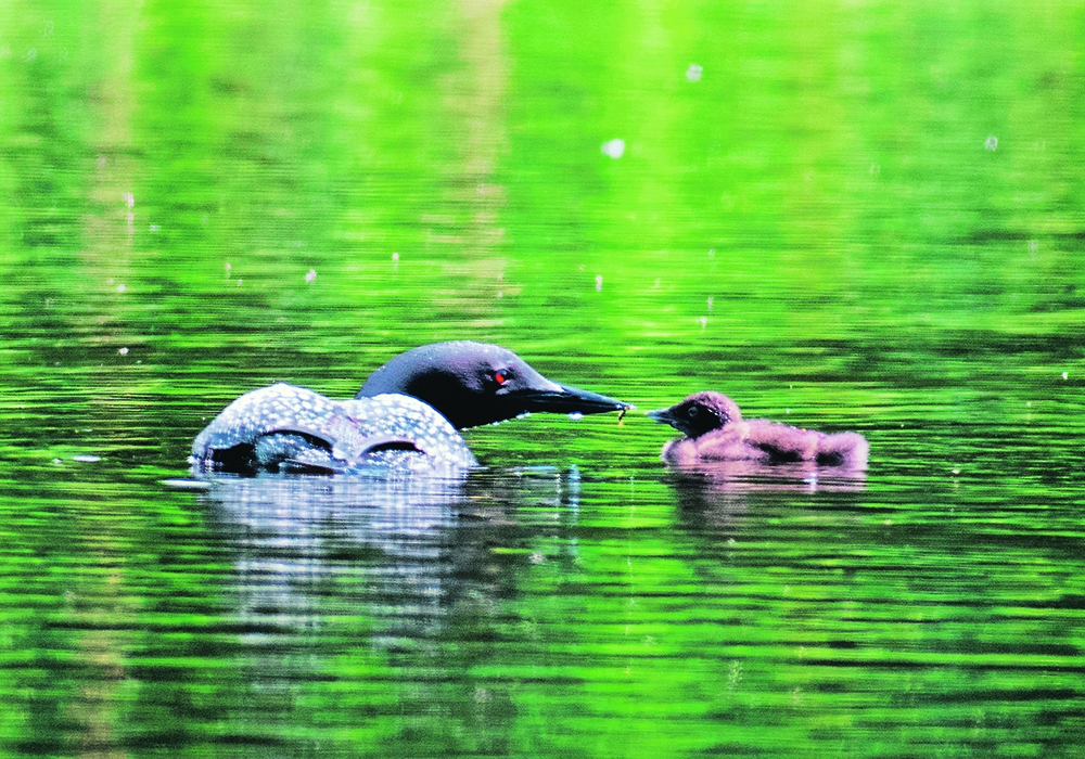Wetlands can vary in their relative value to the environment and a new guide has been designed to help with designations.  |  Mike Sturk photo