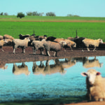 Farms in Australia are recovering from a long, hard drought. As a result they will be returning to the ag exports market this year. Sheep are seen on a farm following heavy rains near the drought-affected town of Tamworth in New South Wales, Australia earlier this year. | Reuters/Loren Elliott photo