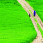 Lush fields greet a woman and her son as they walk up a hill on the Brant Hutterite Colony near Brandt, Alta. Some parts of Alberta have been too wet with nearly 200,000 acres going unseeded, while others have recorded ideal moiture this year. | Mike Sturk photo