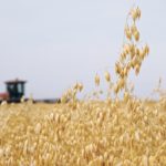 Richardson informed producers of its new policy last month in an email to oat growers in Western Canada. | File photo