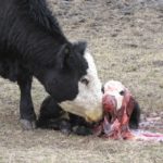 After years of being involved in various disease outbreaks in cow-calf herds, I estimate about 80 percent of them have nutritional deficiencies or toxicities as part of the root cause of the disease outbreak.
| File photo