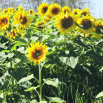 The expansion at the bird food manufacturing plant in Winkler, Man., will result in a reliable market for sunflower growers. | File photo