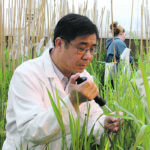 USDA plant breeder Steven Xu is part of a team that has discovered a potential genetic solution to Fusarium Head Blight. | USDA ARS photo