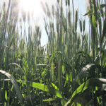 Durum prices are expected to remain strong, despite North American crop projections growing by 640,000 acres. | File photo