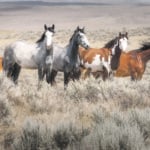 Tooke horses are still waiting their turn in the rodeo ring. | Ken Howie photo