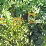 When working to automate the greenhouse industry Prospera Technologies developed algorithms that can detect specific diseases. The company has now expanded into broad acre irrigation and even dry land farming. | Prospera Technologies photo