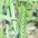 Focusing on innovations by increasing wheat yield while maintaining Canada’s reliability in yield, sustainability, food safety and quality will help advance the country’s position in a competitive global wheat market. | Barb Glen photo