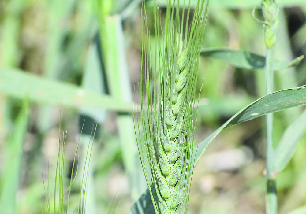  Focusing on innovations by increasing wheat yield while maintaining Canada’s reliability in yield, sustainability, food safety and quality will help advance the country’s position in a competitive global wheat market.  |  Barb Glen photo