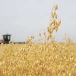 The premium for identity preserved oats has been about 25 cents per bushel in recent years. | File photo